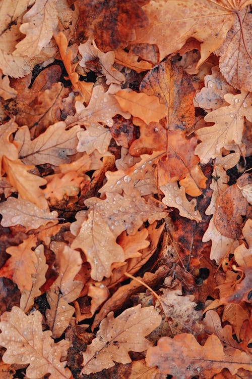 Photos gratuites de automne, fermer, feuilles d'érable