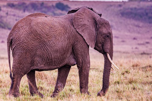 Fotobanka s bezplatnými fotkami na tému africký slon, chobot slona, cicavec