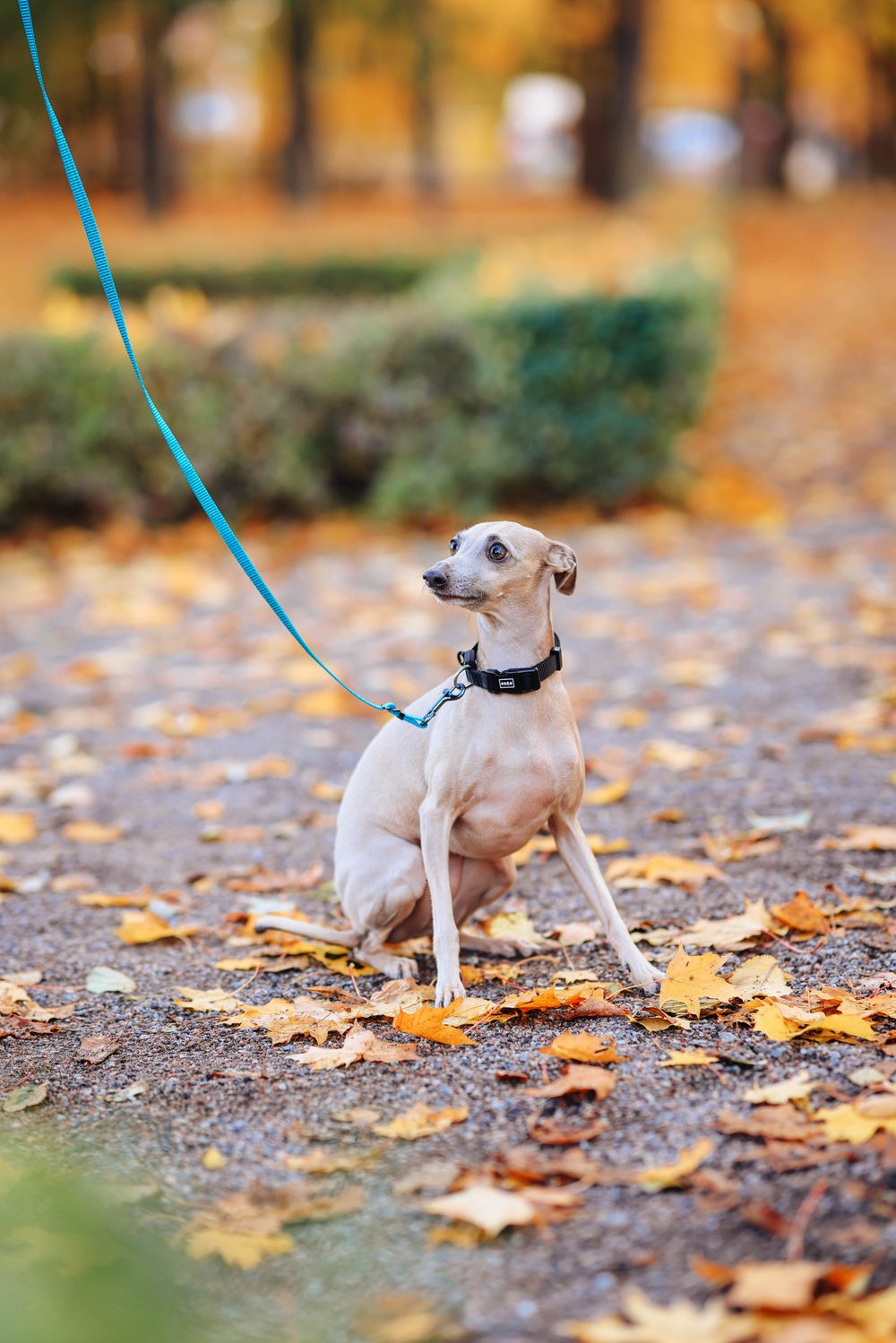 Italian Greyhound, photo 5