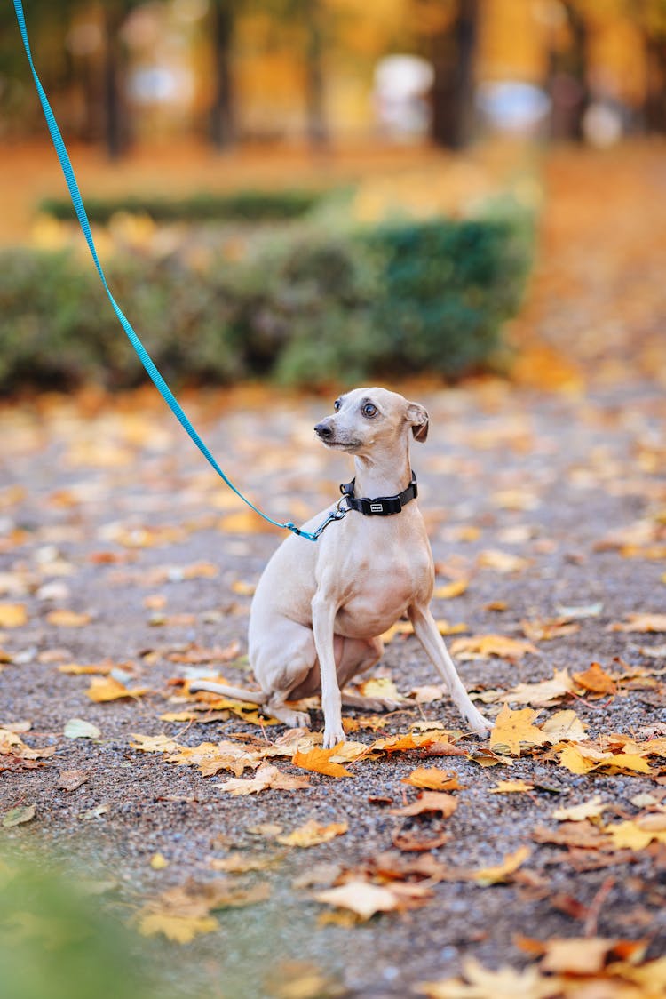 Brown Dog In A Leash