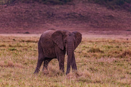 Безкоштовне стокове фото на тему «дика природа, слон, ссавець»