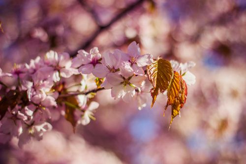 Free Vibrant pink cherry blossoms in focus with blurred background, capturing spring essence. Stock Photo