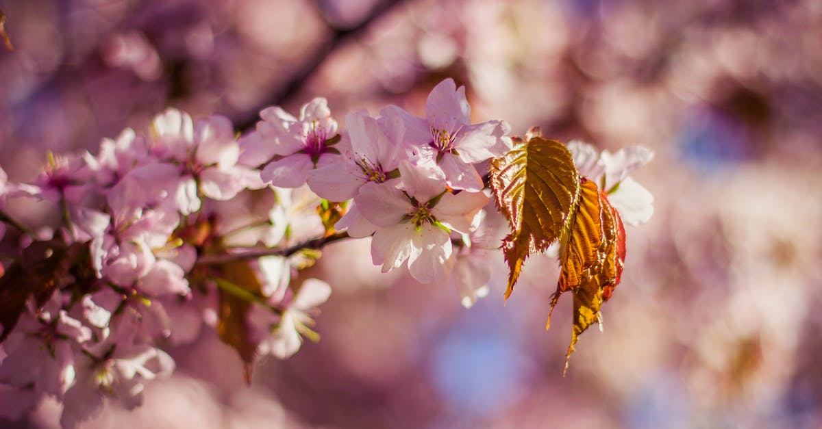 Free stock photo of blooming, blossoms, depth of field