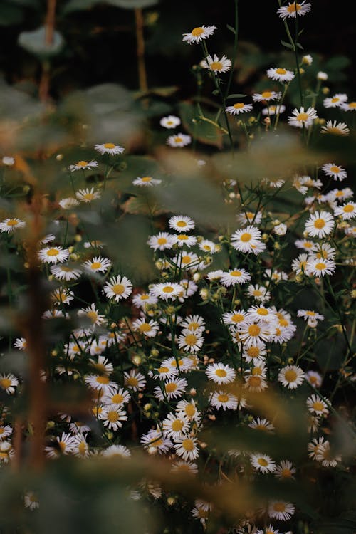 Бесплатное стоковое фото с белые цветы, вертикальный выстрел, выборочный фокус