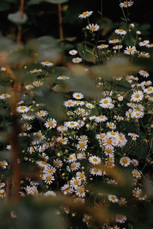 Free An enchanting scene of blooming daisies in a natural outdoor setting with warm earthy tones. Stock Photo
