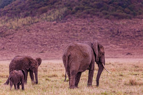 Foto profissional grátis de animais, campo de grama, elefantes