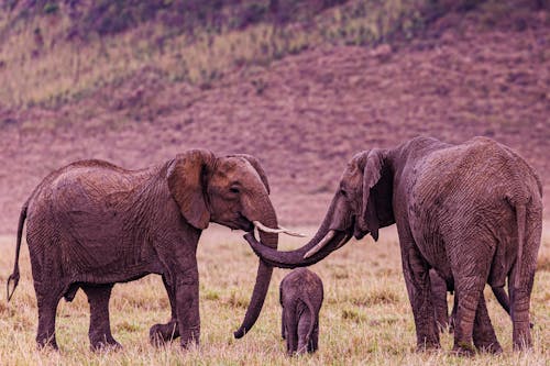 Ücretsiz buzağı, çim saha, filler içeren Ücretsiz stok fotoğraf Stok Fotoğraflar
