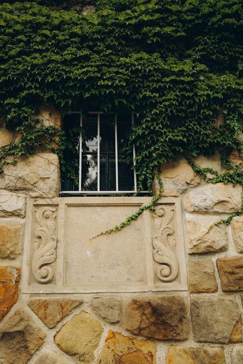 Building Exterior Covered in Ivy 