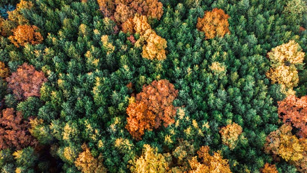 Aerial view of a lush forest with vibrant autumn colors in Ozark, Missouri. Perfect for nature stock imagery.