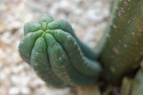 Бесплатное стоковое фото с зеленый, кактус