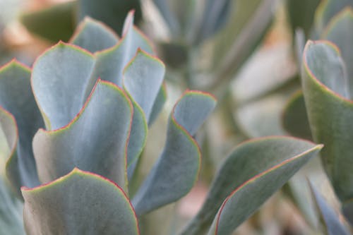 Free stock photo of green, red, succulent