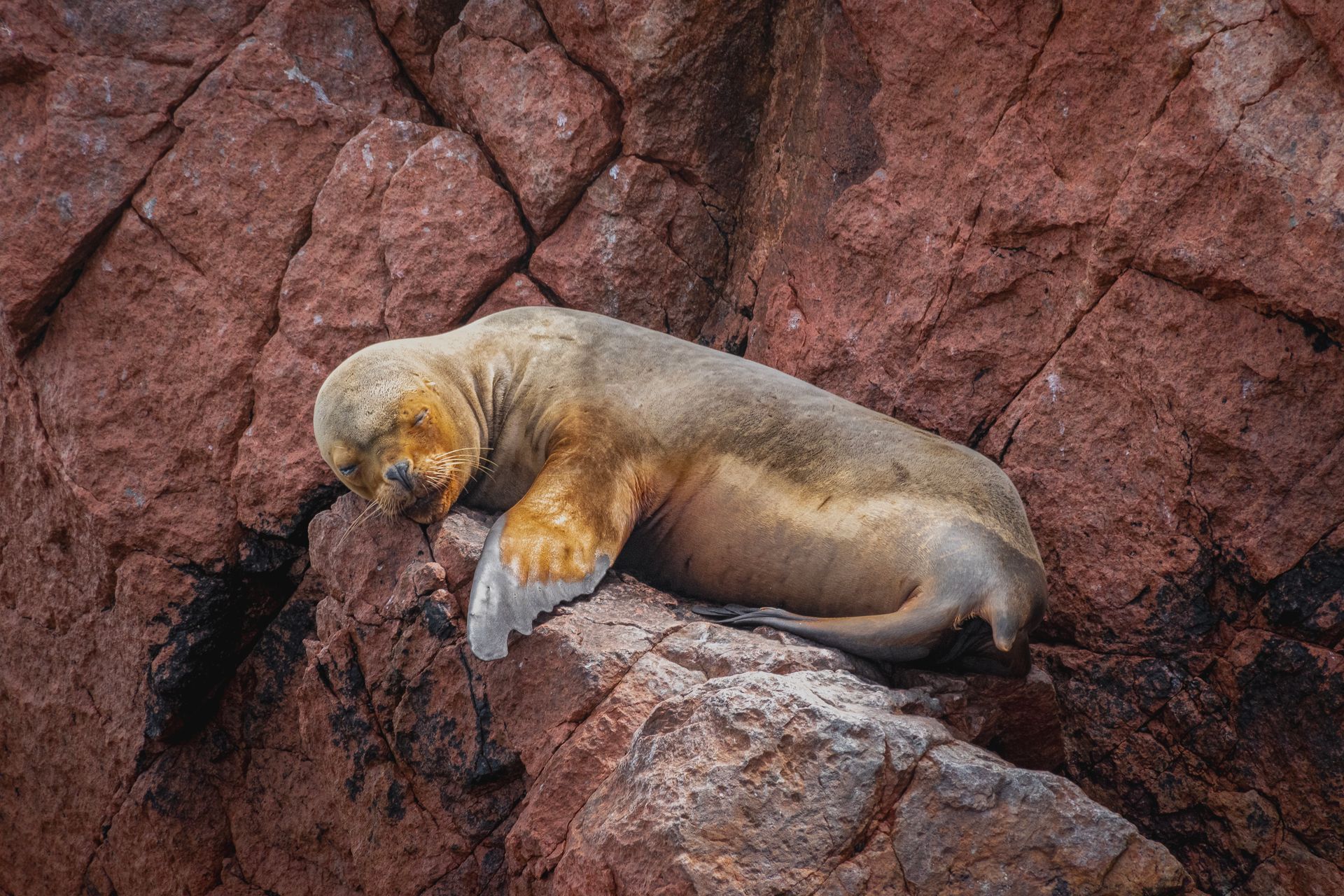 Close-up of a sea lion sleeping on red rocks in Paracas, showcasing its whiskers and flippers.