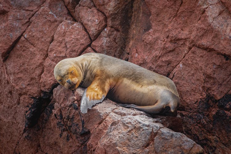 Sea Lion Sleeping On A Rock