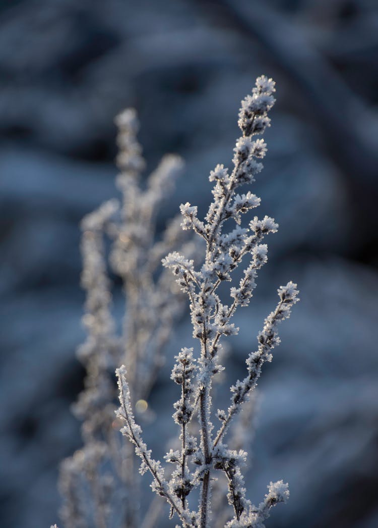 Close-up Of A Dry Plant Covered In Frost