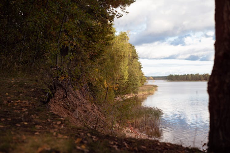 Trees On A Riverbank 