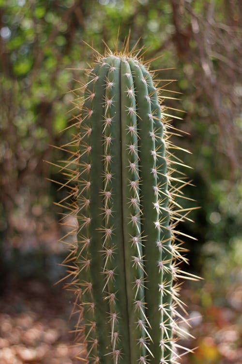 Imagine de stoc gratuită din a închide, botanic, cactus