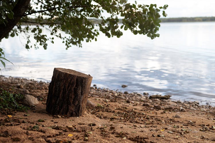 A Chopped Tree Trunk Near A River