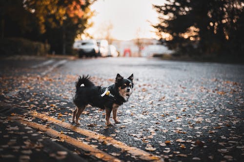 Cute Chihuahua Dog on the Road
