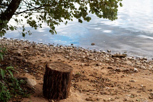 A Tree Stump by a Riverside