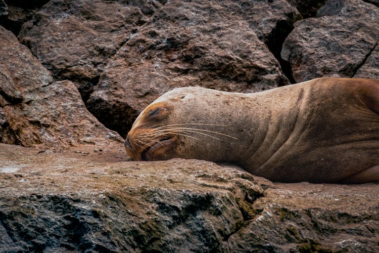 Close Up Photo Of A Sleeping Seal