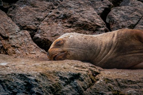 Free Close-up of a sleeping sea lion resting on rocks in Paracas, Peru. Stock Photo