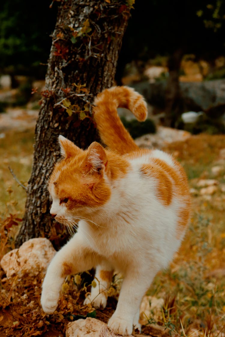 A Cat Running On The Field