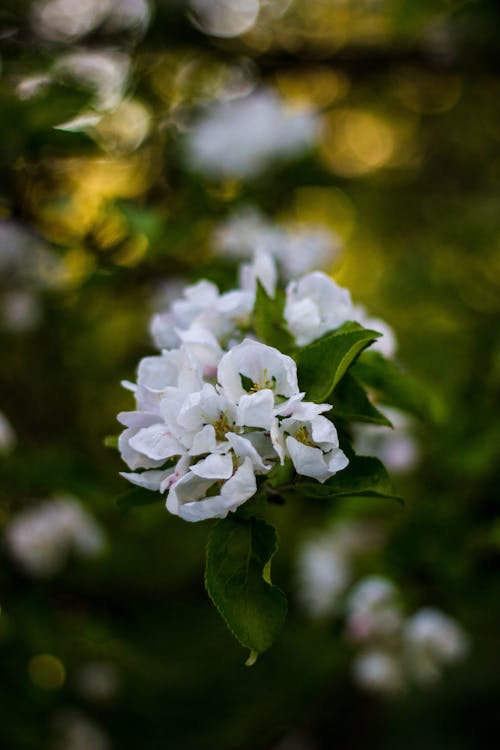 클로즈업 사진 흰색 꽃잎이있는 꽃