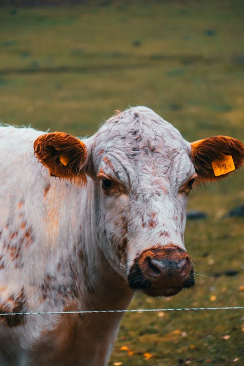 Free Cow in Pasture Stock Photo