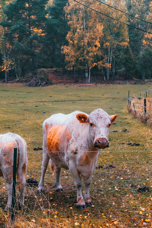 Ingyenes stockfotó állatállomány, állatfotók, függőleges lövés témában