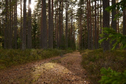 Foto profissional grátis de árvores, caminho, floresta