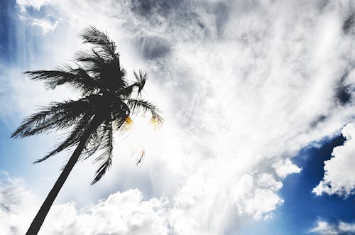 Silhouette of Palm Tree on Cloudy Sky Background