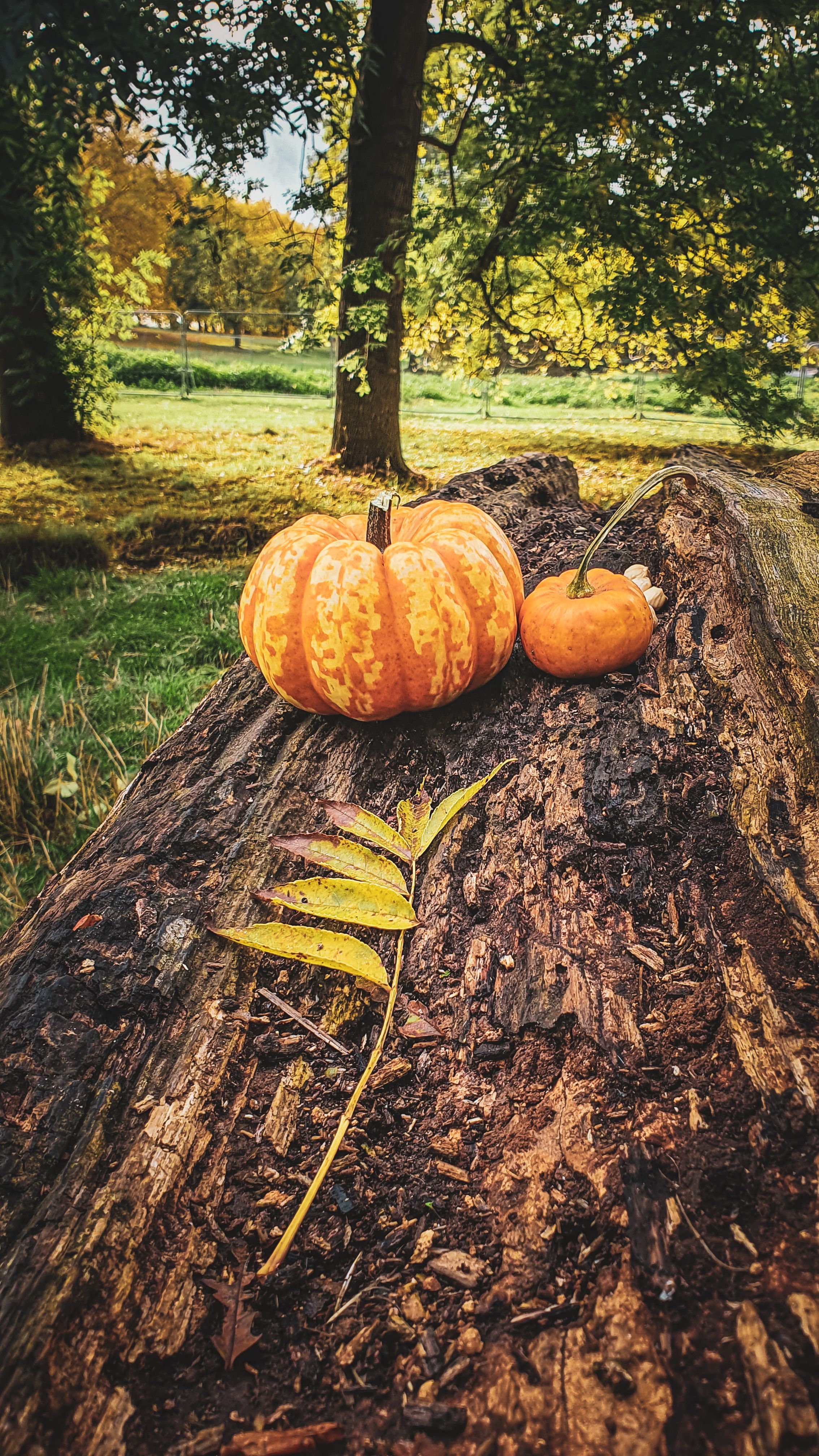 Orange Pumpkins on Brown Wood Log · Free Stock Photo
