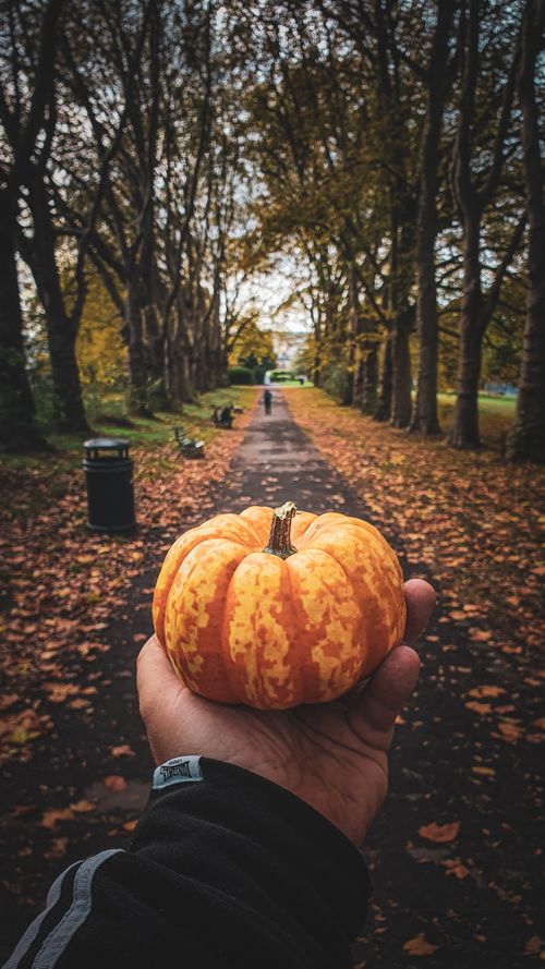 Free Hand holds small pumpkin in an autumn park with fallen leaves and trees, England. Stock Photo