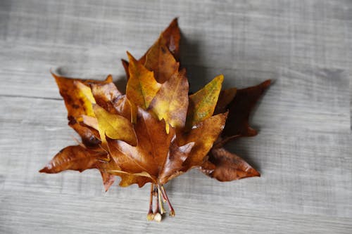 Brown Maple Leaves