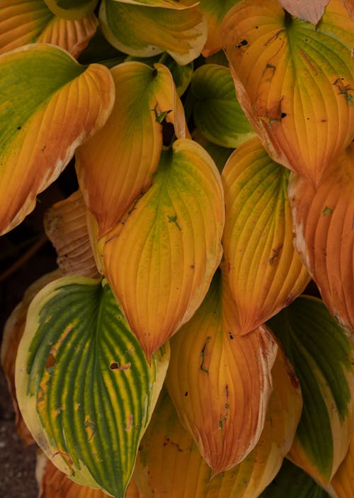Close Up Photo of Leaves