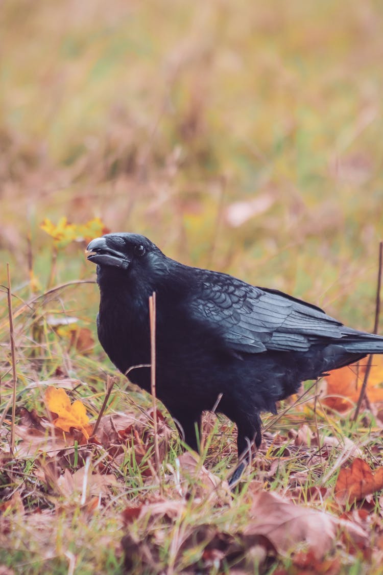 Close Up Photo Of A Crow