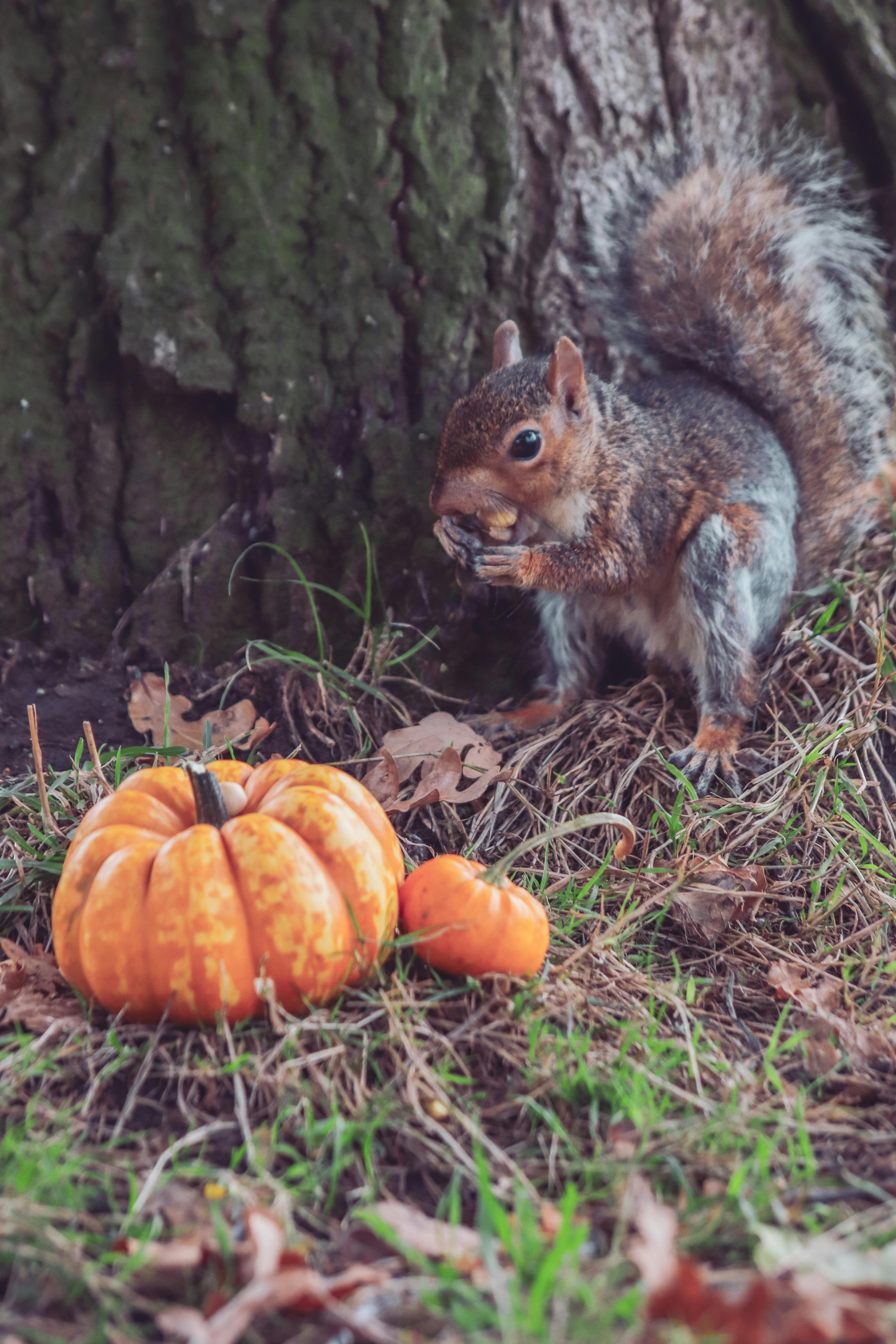 Brown Squirrel Eating Beside Pumpkins on Dry Grass · Free Stock Photo
