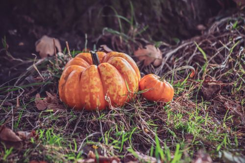 Free Close-up of pumpkins on grass, capturing the autumnal essence with vibrant colors. Stock Photo