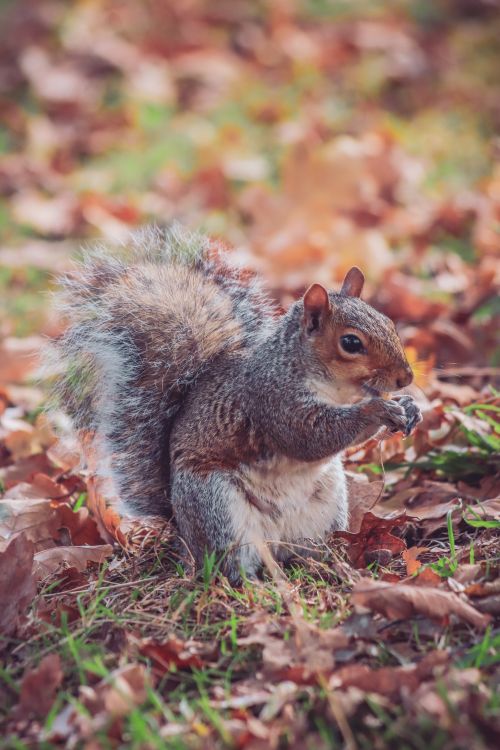 Free A squirrel nibbling on a nut amidst colorful autumn leaves. Stock Photo