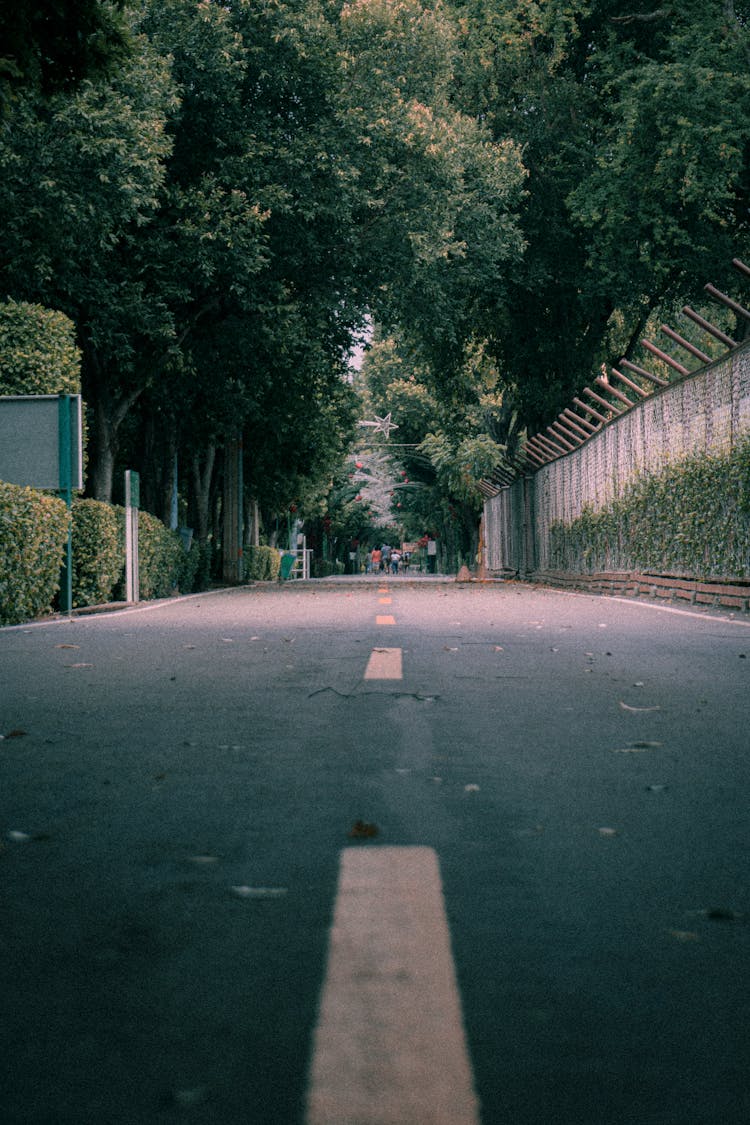 City Road With Green Trees