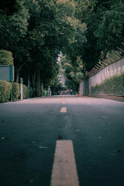 Free Serene urban street lined with trees and fences, shot from surface level. Stock Photo