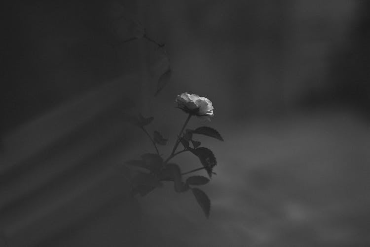 A Grayscale Of A Garden Rose