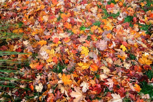 Foliage on a morning walk