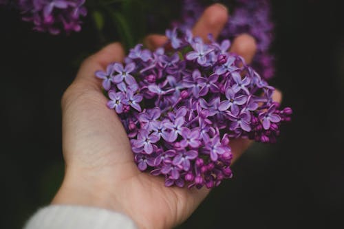無料 紫の花を持っている人 写真素材
