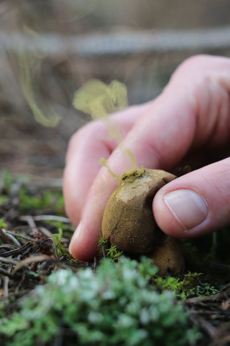 Picking Wild Mushroom On The Ground