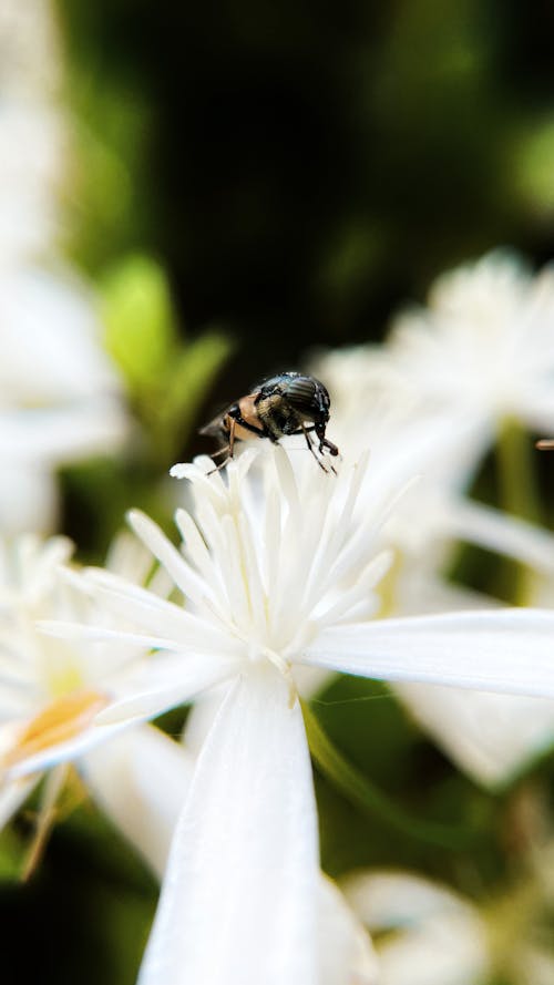 Free Black and Yellow Bee on White Flower Stock Photo