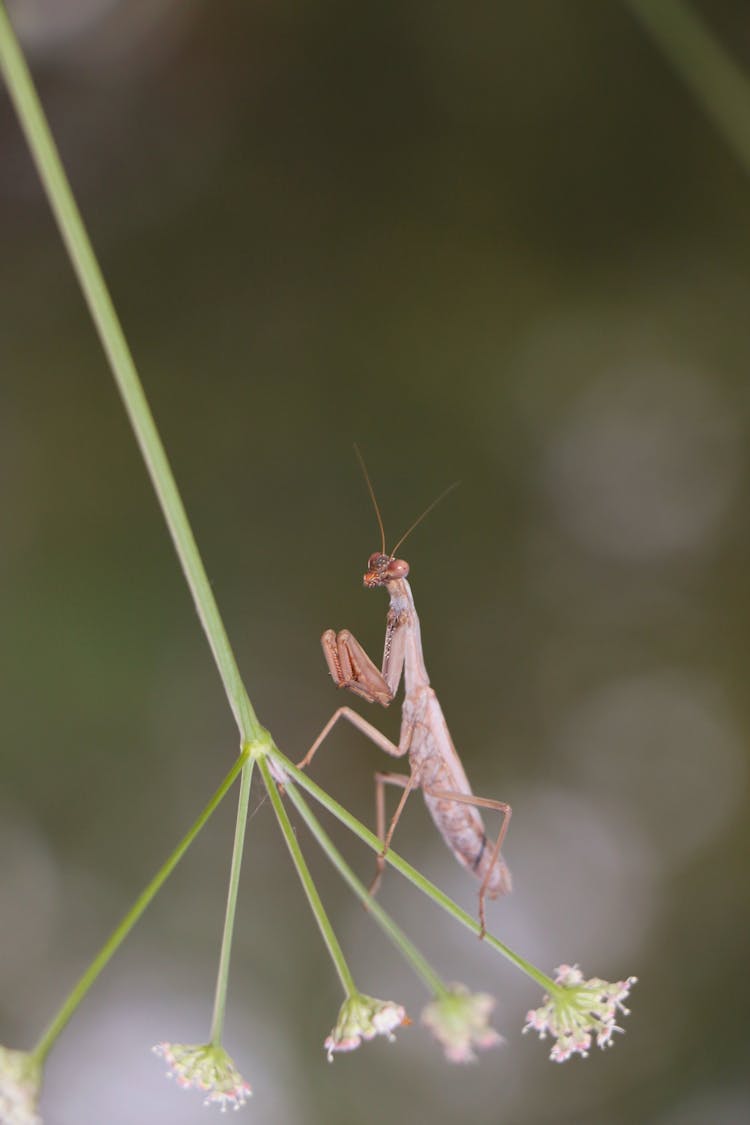 Prying Mantis Perche On Grass Stem