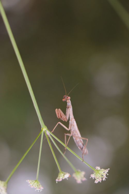 Free Detailed macro image of a praying mantis perched on a grass stem with a blurred natural background. Stock Photo