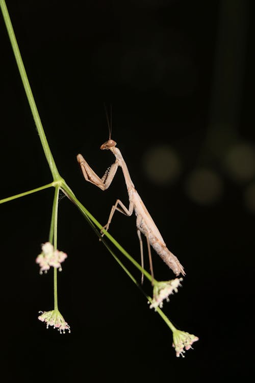 Gratis Foto stok gratis belalang sembah, binatang, bunga rumput Foto Stok