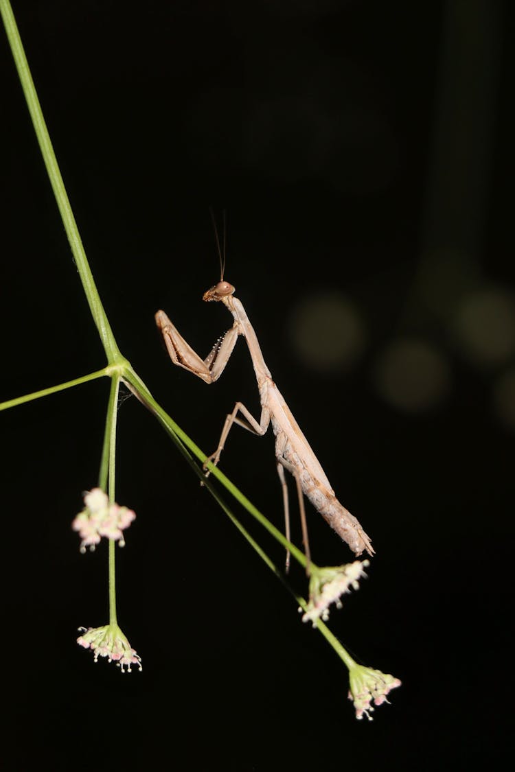 Praying Mantis On Grass Flower